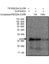 RNA-protein UV-crosslinking Assay