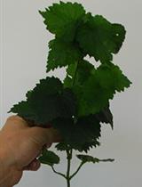 Xylem Sap Extraction Method from Hop Plants