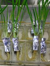 Wheat Root-dip Inoculation with Fusarium graminearum and Assessment of Root Rot Disease Severity