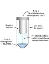 Nitroxide Labeling of Proteins and the Determination of Paramagnetic  Relaxation Derived Distance Restraints for NMR Studies