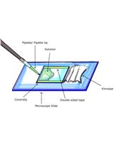 In vitro Microtubule Bundling Assay under Physiological Conditions