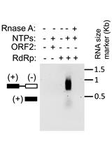 RNA-dependent RNA Polymerase Assay for Hepatitis E Virus