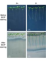 Analyses of Root-secreted Acid Phosphatase Activity in Arabidopsis