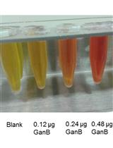 枯草芽孢杆菌中GanB半乳聚糖酶活性的测定