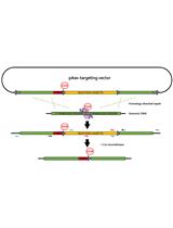 使用CRISPR-Cas9和rAAV辅助的修复模板递送稳定生成敲入细胞系