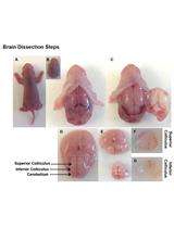 A Co-culture Model for Determining the Target Specificity of the de novo Generated Retinal Ganglion Cells
