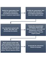 Purification of N-coronafacoyl Phytotoxins from Streptomyces scabies