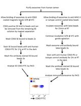 Isolation of Exosomes from Semen for <em>in vitro</em> Uptake and HIV-1 Infection Assays