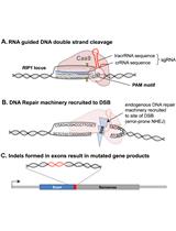 使用多色Lenti-CRISPR-Cas9高效生成多基因敲除细胞系和患者源性异种移植物