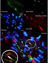 Resin-embedded Thin-section Immunohistochemistry Coupled with Triple Cellular Counterstaining