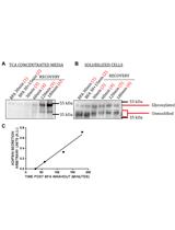 Secretion of Adipsin as an Assay to Measure Flux from the Endoplasmic Reticulum (ER)
