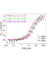 通过微量热泳法（MST）测定FNR-NrdI的相互作用