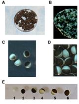 Expression and Analysis of Flow-regulated Ion Channels in Xenopus Oocytes