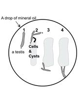 Time-lapse Observation of Chromosomes, Cytoskeletons and Cell Organelles during Male Meiotic Divisions in Drosophila
