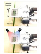 Measurement of Stomatal Conductance in Rice