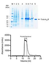 Expression, Purification and Crystallisation of the Adenosine A<sub>2A</sub>  Receptor Bound to an Engineered Mini G Protein