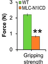 Evaluation of Muscle Performance in Mice by Treadmill Exhaustion Test and Whole-limb Grip Strength Assay