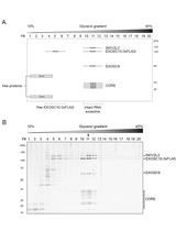 Affinity Purification of the RNA Degradation Complex, the Exosome, from HEK-293 Cells