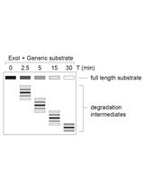 RNA Degradation Assay Using RNA Exosome Complexes, Affinity-purified from HEK-293 Cells