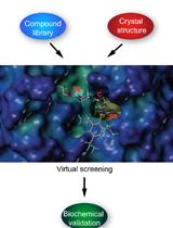 Virtual Screening of Transmembrane Serine Protease Inhibitors
