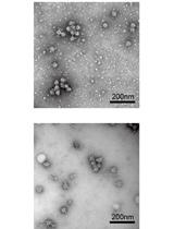 Isolation of the Dot/Icm Type IV Secretion System Core Complex from Legionella pneumophila for Negative Stain Electron Microscopy Studies