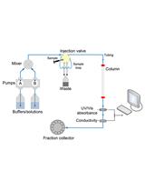 Determination of Hydrodynamic Radius of Proteins by Size Exclusion Chromatography