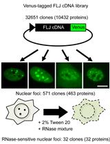 RNase Sensitivity Screening for Nuclear Bodies with RNA Scaffolds in Mammalian Cells