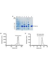 Expression and Purification of Mini G Proteins from Escherichia coli