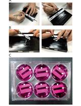 Reversible Cryo-arrests of Living Cells to Pause Molecular Movements for High-resolution Imaging
