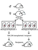 Lentiviral Barcode Labeling and Transplantation of Fetal Liver Hematopoietic Stem and Progenitor Cells