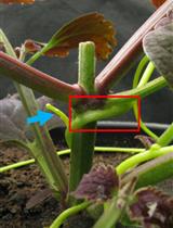 Growth Assay for the Stem Parasitic Plants of the Genus Cuscuta