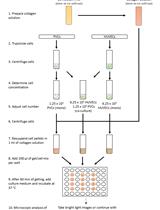Mimicking Angiogenesis in vitro: Three-dimensional Co-culture of Vascular  Endothelial Cells and Perivascular Cells in Collagen Type I Gels