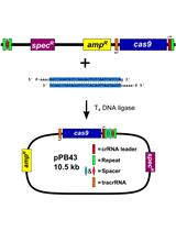 枯草芽孢杆菌基因组的CRISPR/Cas9编辑