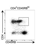 Mouse Model of Reversible Intestinal Inflammation