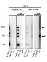 Analysis of Replicative Intermediates of Adeno-associated Virus through Hirt Extraction and Southern Blotting