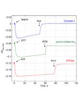 Preparation of Everted Membrane Vesicles from <em>Escherichia coli</em> Cells