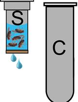 Escherichia coli Infection of Drosophila