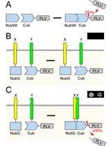 Mating Based Split-ubiquitin Assay for Detection of Protein Interactions