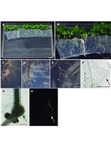 Haustorium Induction Assay of the Parasitic Plant Phtheirospermum japonicum