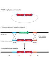 Evaluation of Plasmid Stability by Negative Selection in Gram-negative Bacteria