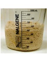 Nuclei Isolation from Nematode Ascaris