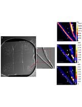 Measuring Cyanobacterial Metabolism in Biofilms with NanoSIMS Isotope Imaging and Scanning Electron Microscopy (SEM)