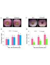 Pathogenicity Assay of Penicillium expansum on Apple Fruits