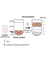 Assay to Measure Interactions between Purified Drp1 and Synthetic Liposomes