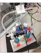 Olfactory Cued Learning Paradigm