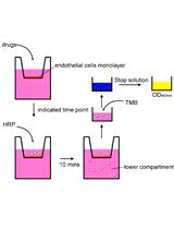 利用Transwell试验和电阻抗系统体外测量内皮通透性