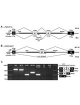 Assaying the Effects of Splice Site Variants by Exon Trapping in a Mammalian Cell Line