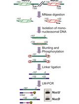 Nucleosome Positioning Assay