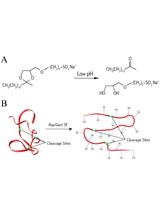 Protein Isolation from Plasma Membrane, Digestion and Processing for Strong Cation Exchange Fractionation