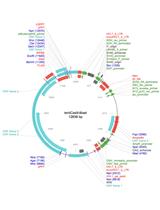 创建RAW264.7 CRISPR-Cas9全基因组文库